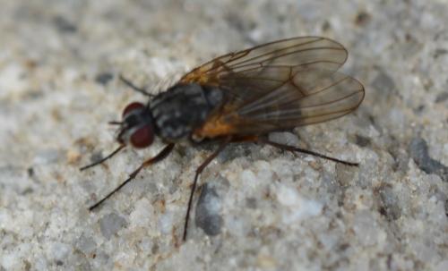 Hydrophoria lancifer